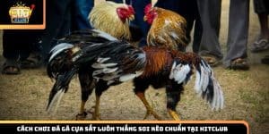 đá gà cựa sắ