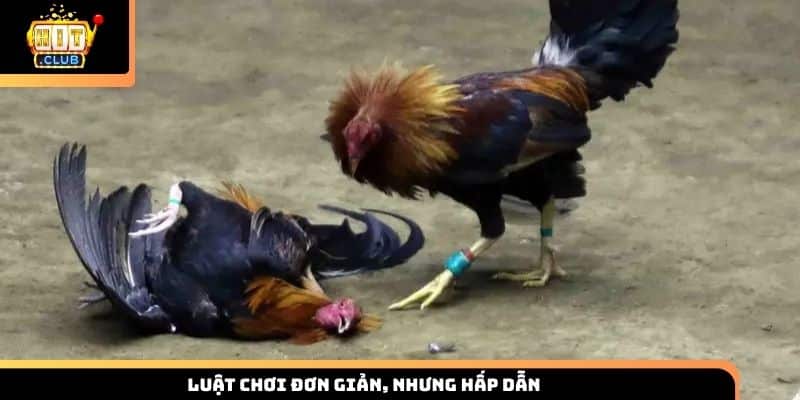 Luật chơi đơn giản, nhưng hấp dẫn