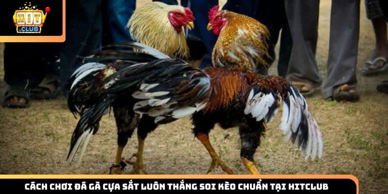 đá gà cựa sắ