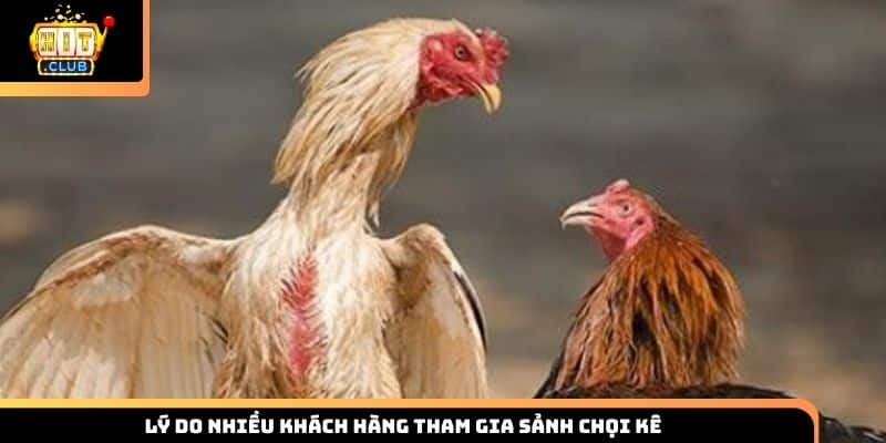 Lý do nhiều khách hàng tham gia sảnh chọi kê