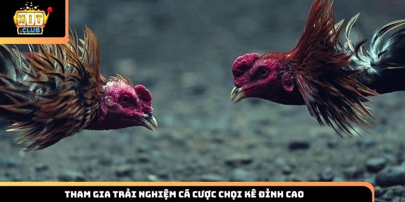 Tham gia trải nghiệm cá cược chọi kê đỉnh cao