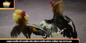 Kinh nghiệm chọn chiến kê