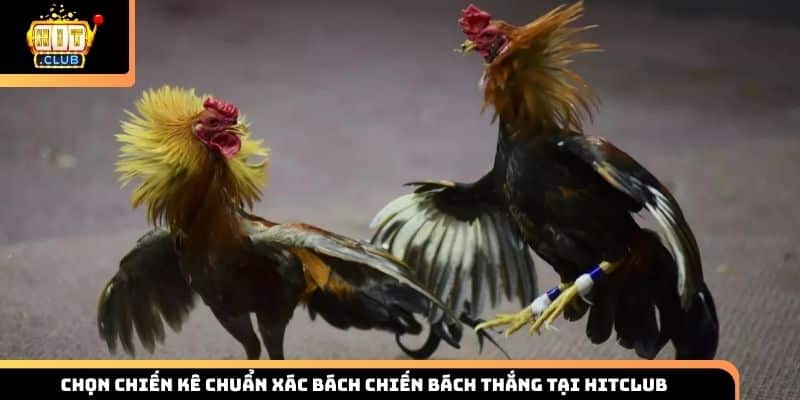 Kinh nghiệm chọn chiến kê