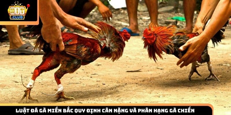 Luật đá gà Miền Bắc