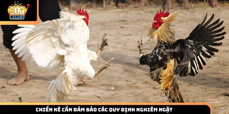 Chiến kê cần đảm bảo các quy định nghiêm ngặt