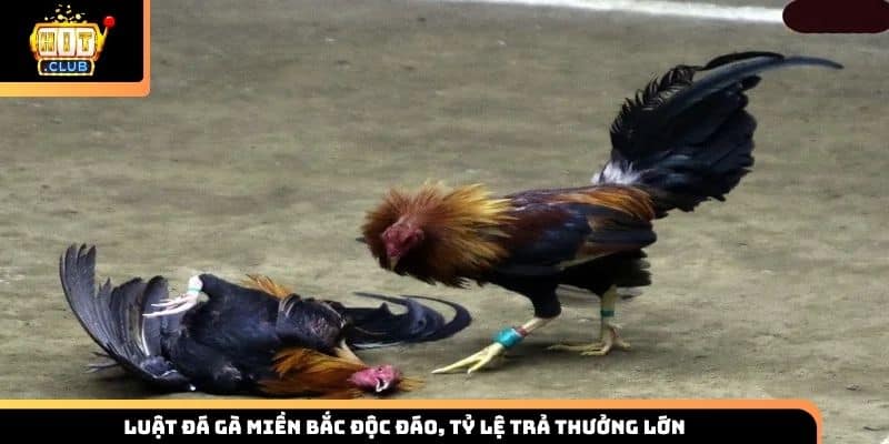 Luật đá gà miền Bắc độc đáo, tỷ lệ trả thưởng lớn