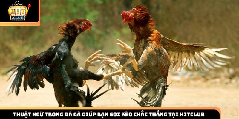 thuật ngữ trong đá gà