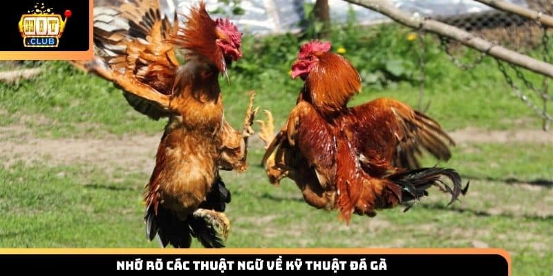 Nhớ rõ các thuật ngữ về kỹ thuật đá gà